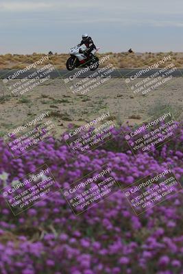 media/Jan-14-2023-SoCal Trackdays (Sat) [[497694156f]]/Turn 14 Exit Bloomig (145pm)/